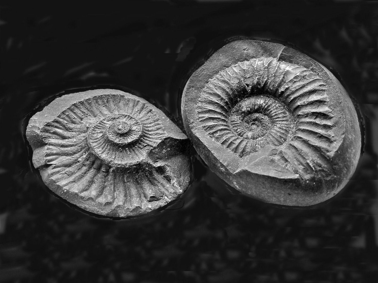 paleozoic era paleozoic era